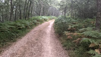 A beautiful camino road