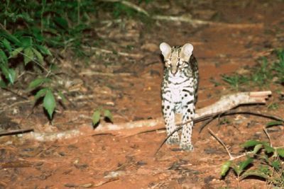 A curious ocelot approaching our jungle campsite at night