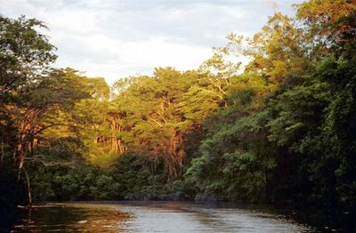 Jungle Canopies and Leaky Boats